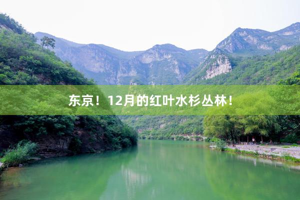 东京！12月的红叶水杉丛林！